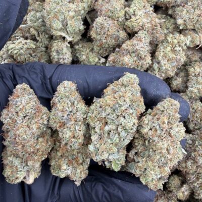 SUPER NOVA  TEAM ELITE GENETICS